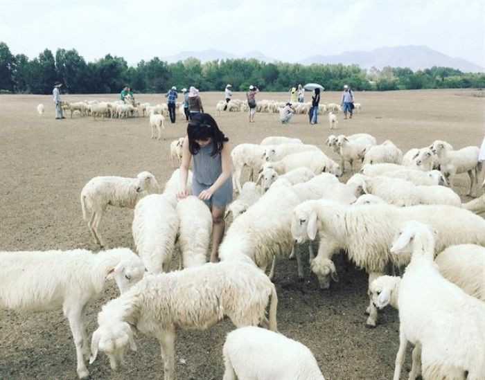 Đồng Cừu suối Nghệ.