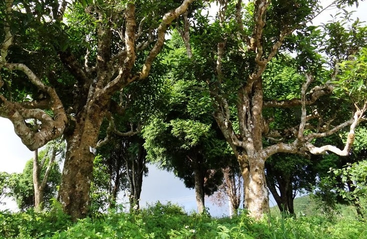 Cây chè Shan Tuyết cổ thụ hàng trăm năm tuổi