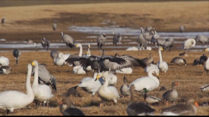 Hồ Hornborga là một thiên đường nổi tiếng cho các loài chim đến nghỉ ngơi và sinh sản