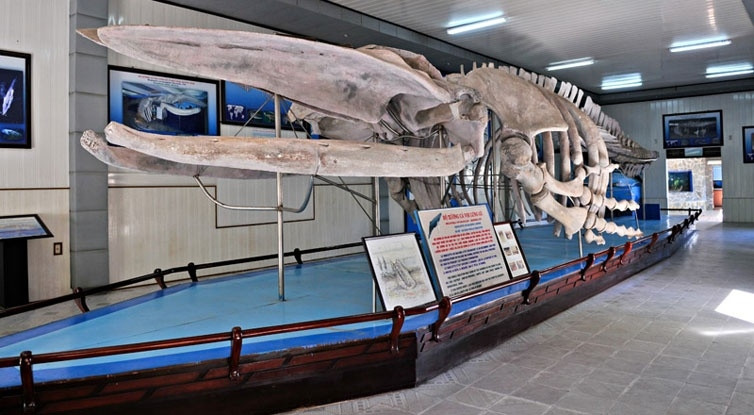 Xương cá voi trung bày trong viện Hải dương học