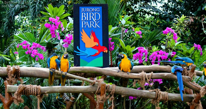 Vườn chim Jurong là khu bảo tồn các loài chim lớn nhất khu vực Đông Nam Á