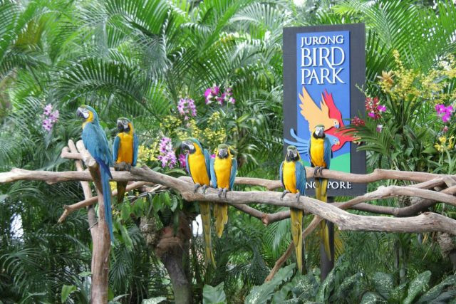Vườn chim Jurong có hầu hết tất cả các loại chim