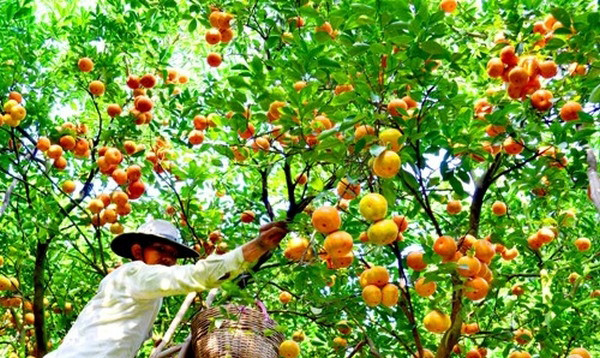 Khu vườn trái cây nổi tiếng nhất nhì Tây Ninh