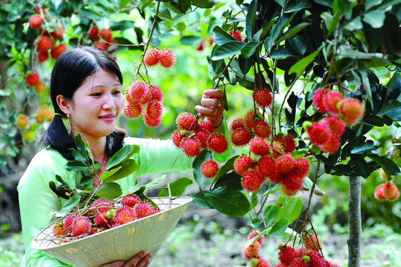 Vườn trái cây Mỹ Khánh