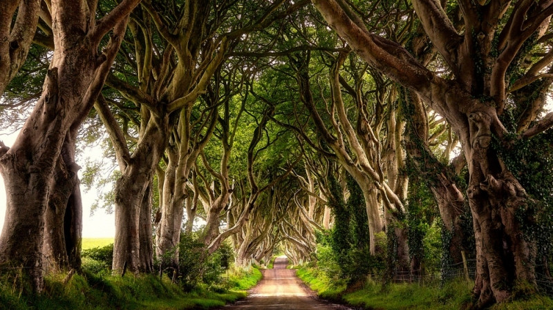 Con đường cây ma mị, Ireland