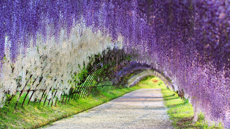 Công viên hoa Ashikaga