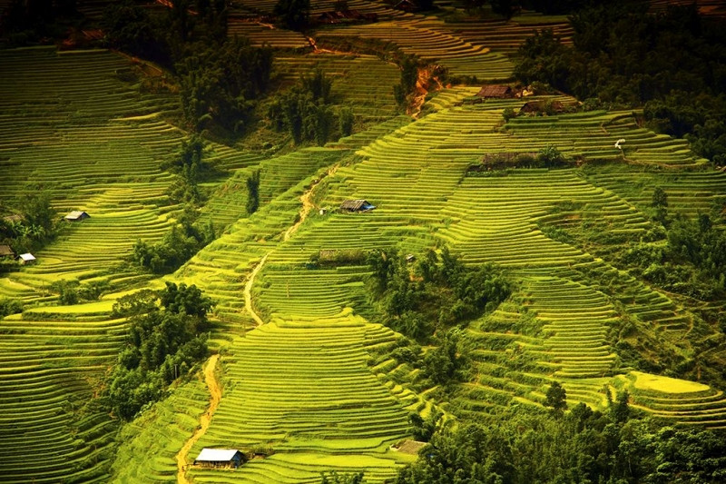 Những thửa ruộng bậc thang là nét độc đáo nhất của Sapa