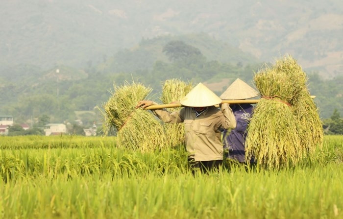 Những người dân Điện Biên đang tất bật cho vụ mùa mới trên cánh đồng Mường Thanh.
