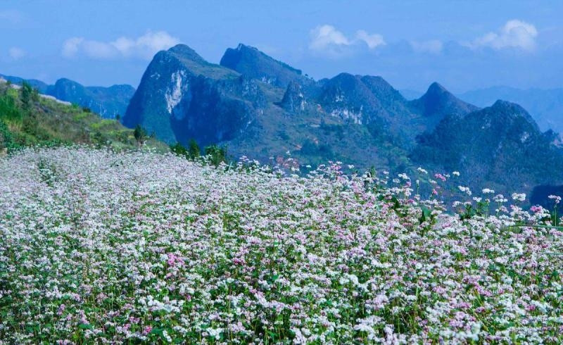 Những bông hoa nhỏ xíu được trồng nhiều bên triền núi