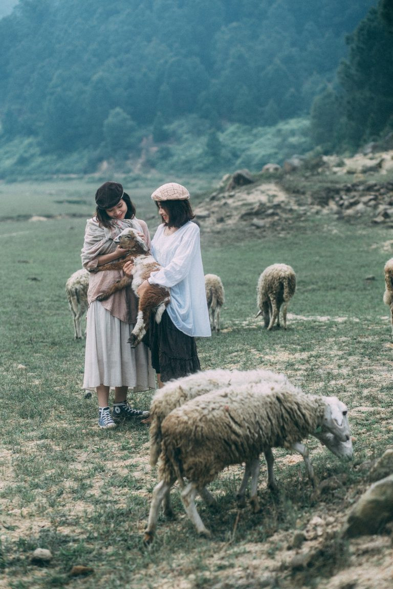 Cánh đồng nuôi cừu