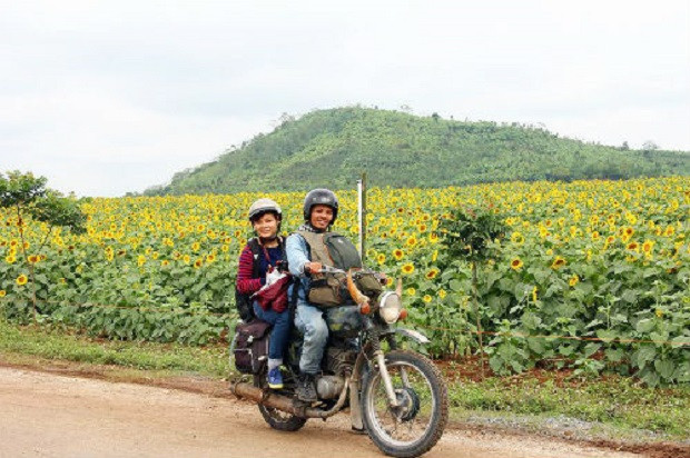 Cánh đồng hoa hướng dương, địa điểm du lịch phượt hấp dẫn tại Nghệ An