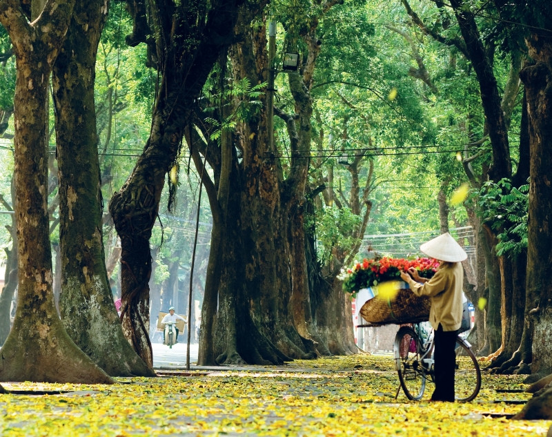 Đường Phan Đình Phùng trải đầy lá vàng mùa thu