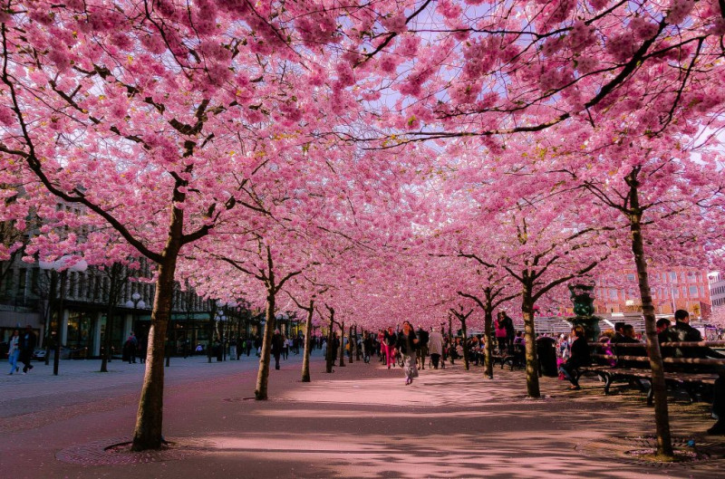 Stockholm khoác lên mình một chiếc áo mới với sắc hồng phấn nhẹ nhàng của những cánh hoa anh đào