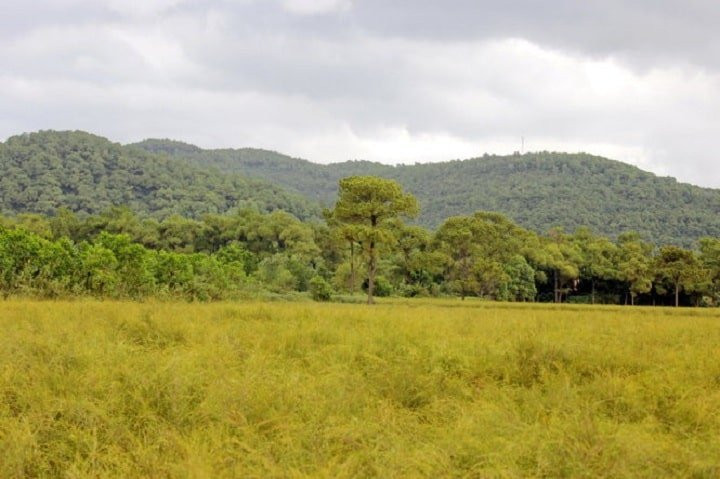 Cánh Đồng Hoa Rễ