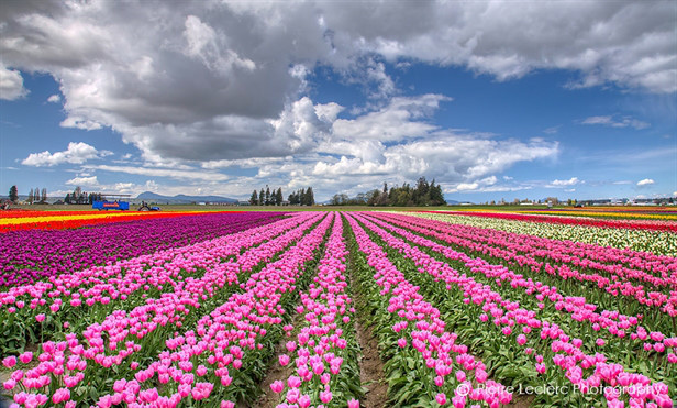 Cánh đồng hoa Tuylip với hàng triệu bông hoa lung linh khoe sắc