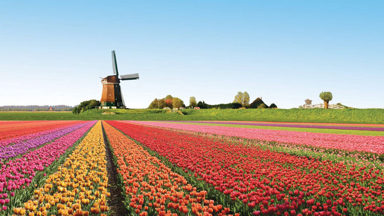 Cánh đồng hoa tulip - Lisse, Hà Lan