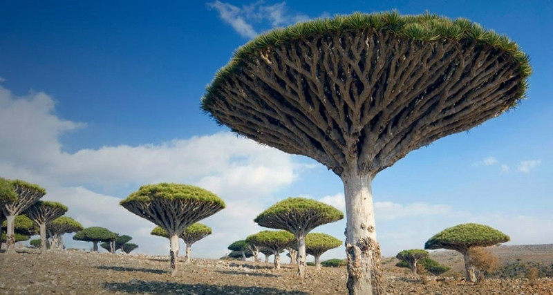 Cây máu rồng - một loài cây độc đáo của Socotra