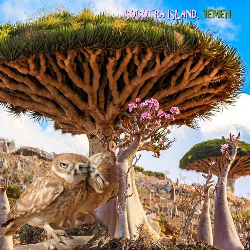 Cây máu rồng - một loài cây độc đáo của Socotra