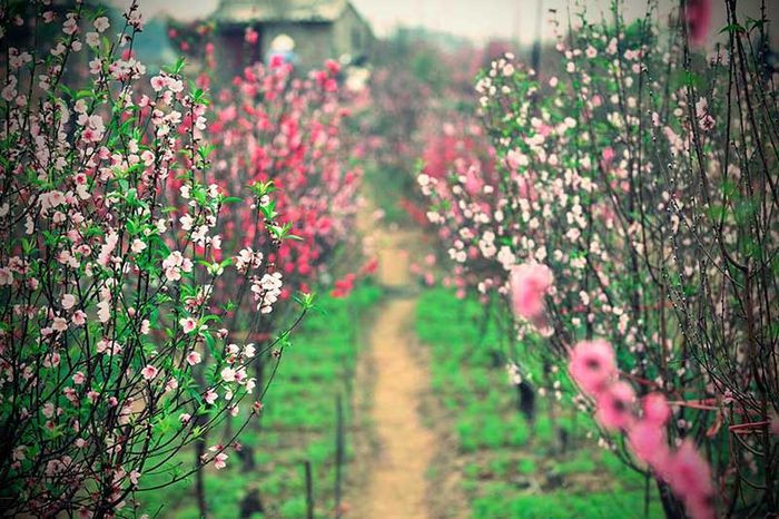 Mùa xuân hoa đào nở rộ ở vườn hoa Nhật Tân