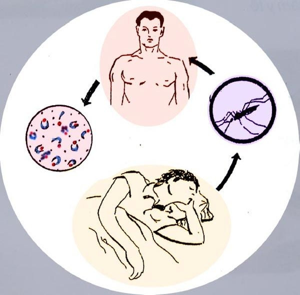 Bệnh sốt rét – dịch bệnh trên thế giới