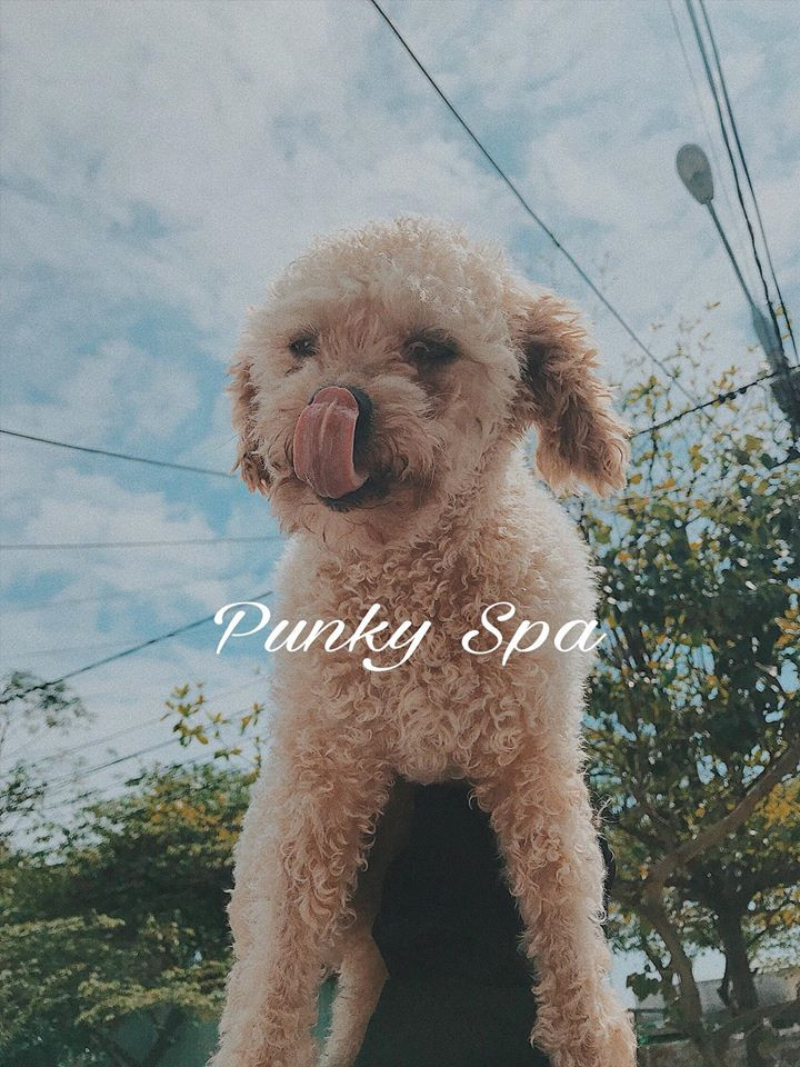 Punky Spa