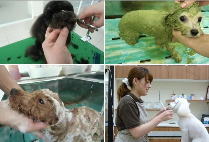 Dịch vụ spa thú cưng Sasaki Animal Hospital