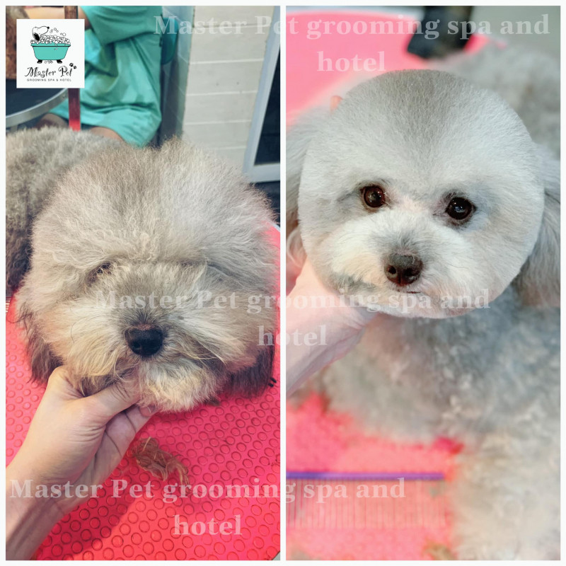 Master Pet Grooming Spa & Hotel