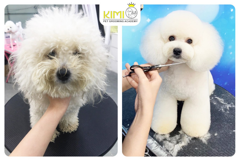 Kimi Pet - Thế Giới Thú Cưng