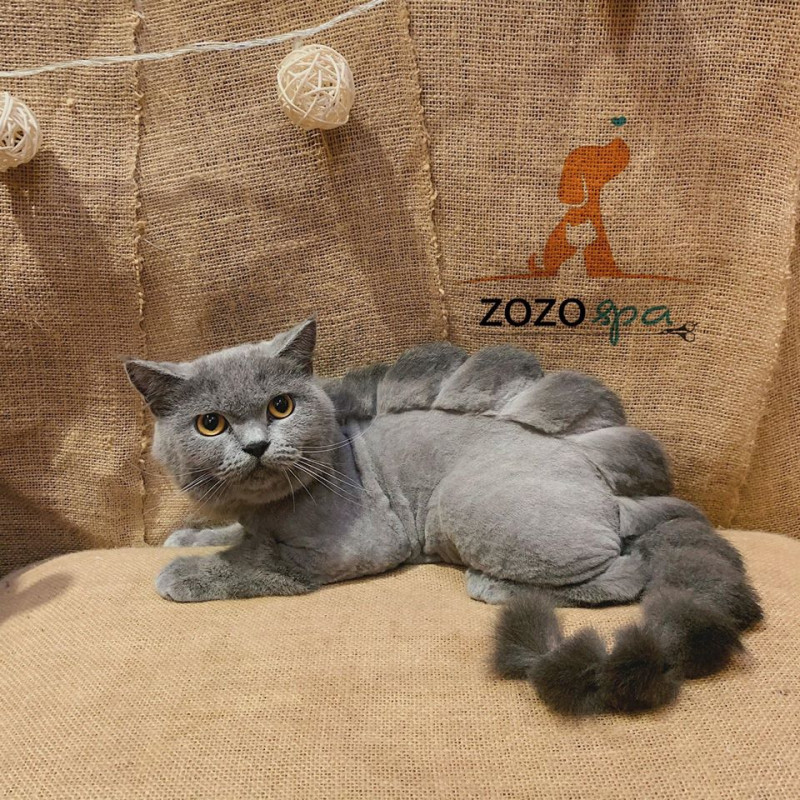 Zozo Spa