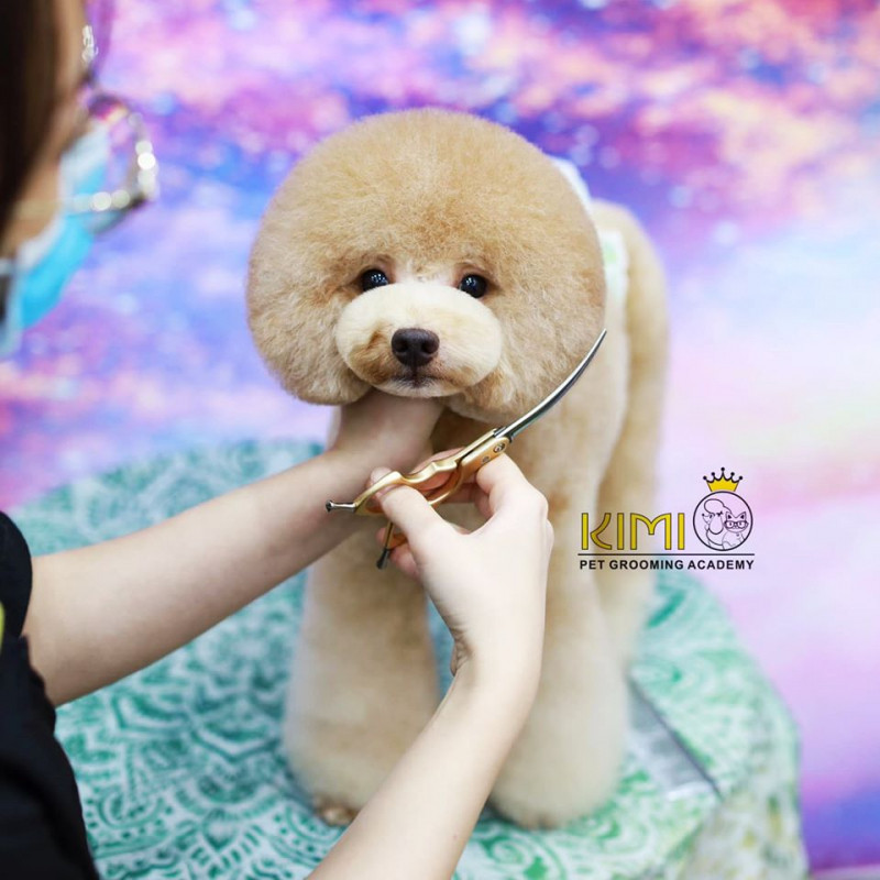 Kimi Pet - Thế Giới Thú Cưng