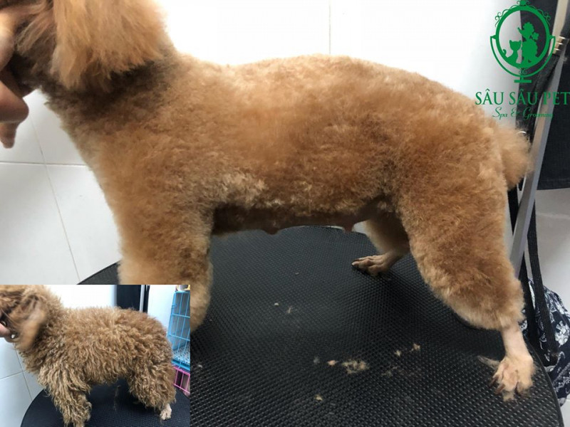 Sâu Sâu Pet - Spa & Grooming