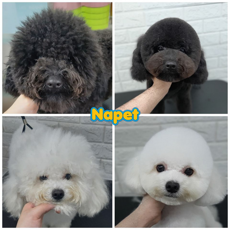 NaPet Home & Spa- Grooming