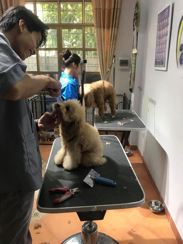 VietDuc Pets Centre