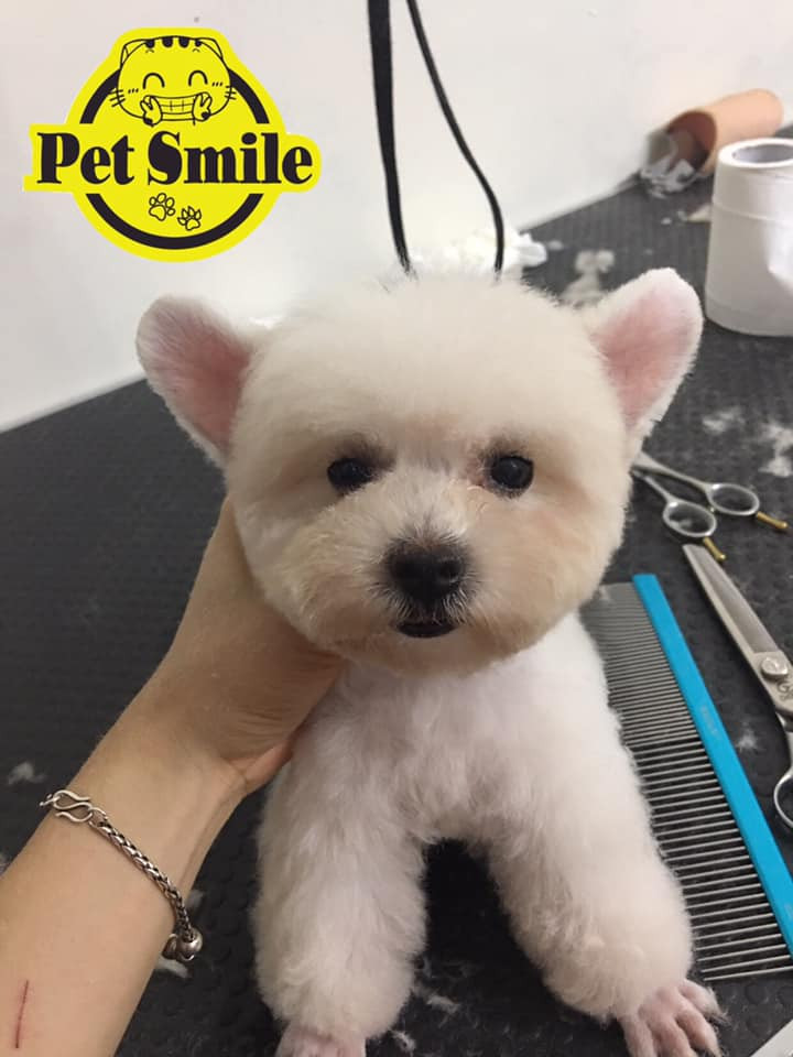 Pet Smile