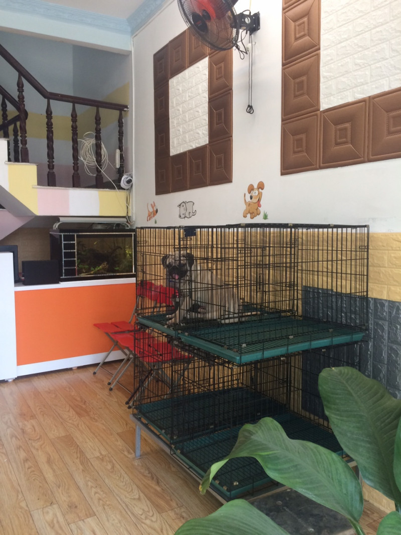 Thú cưng được chăm sóc tại Khách sạn chó mèo Phương Nam