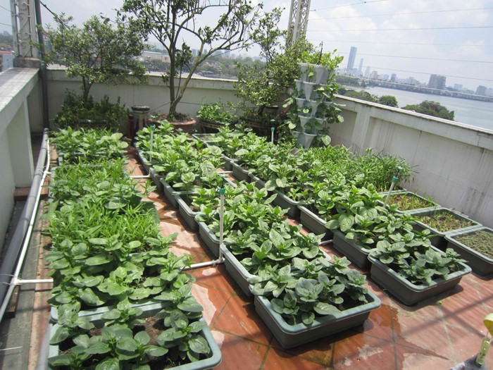 Mô hình trồng rau Vườn Tại Gia