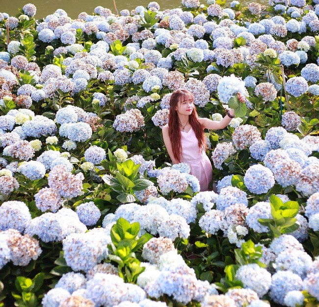 Vườn hoa cẩm tú cầu