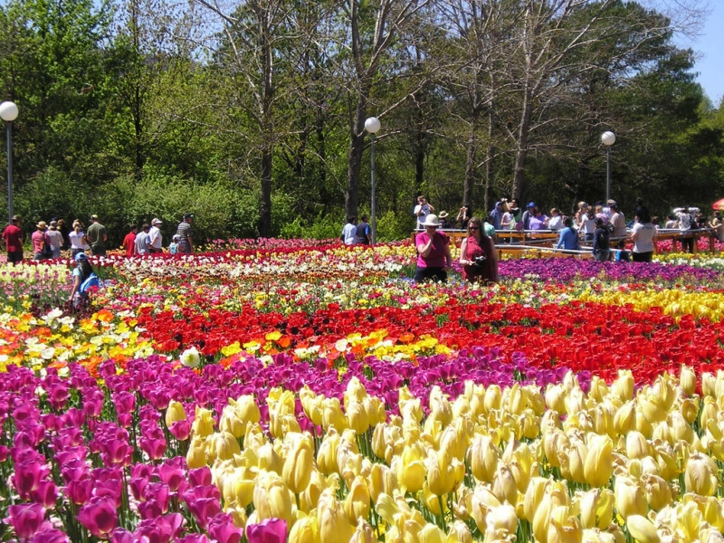 Hàng trăm loại hoa với màu sắc rực rỡ