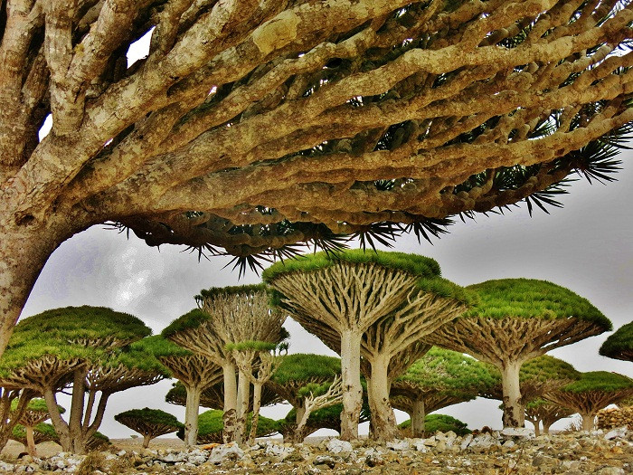 Quần đảo Socotra