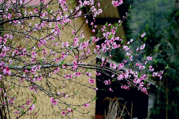 Cao nguyên hoa đào hoa mận ở Hà Giang