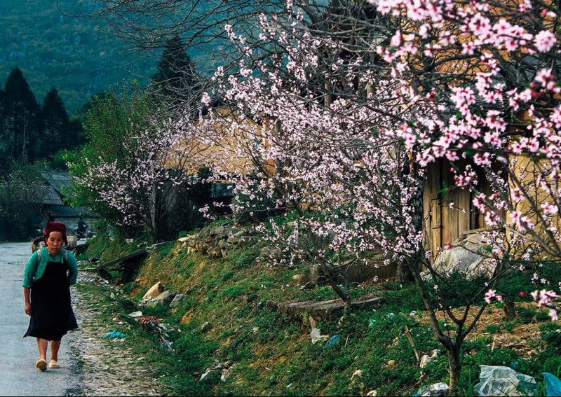 Cao nguyên hoa đào hoa mận ở Hà Giang