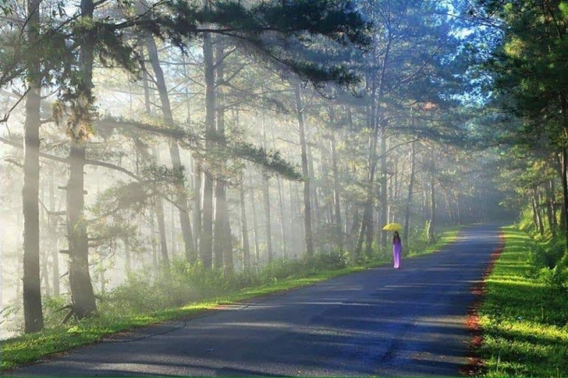 Hình ảnh Đà Lạt đẹp đến nao lòng trong sáng sớm giao mùa. Ảnh minh họa (Nguồn Internet)