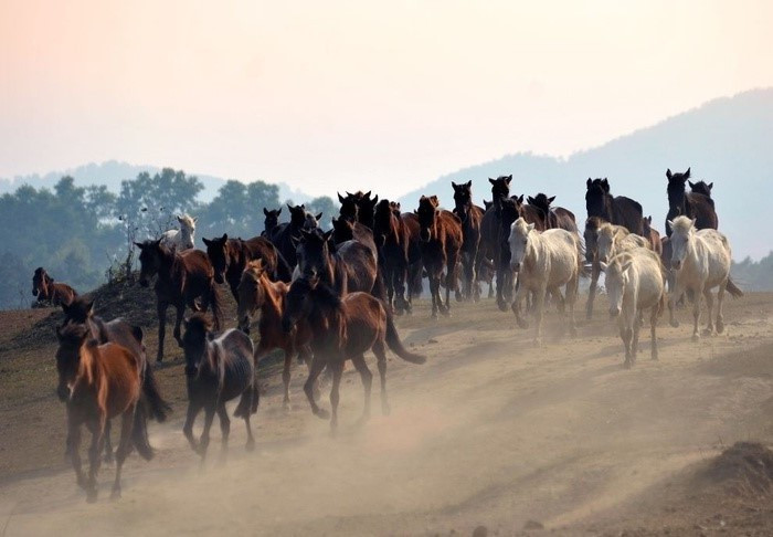 Trại ngựa Bá Vân đẹp như thảo nguyên Mông Cổ
