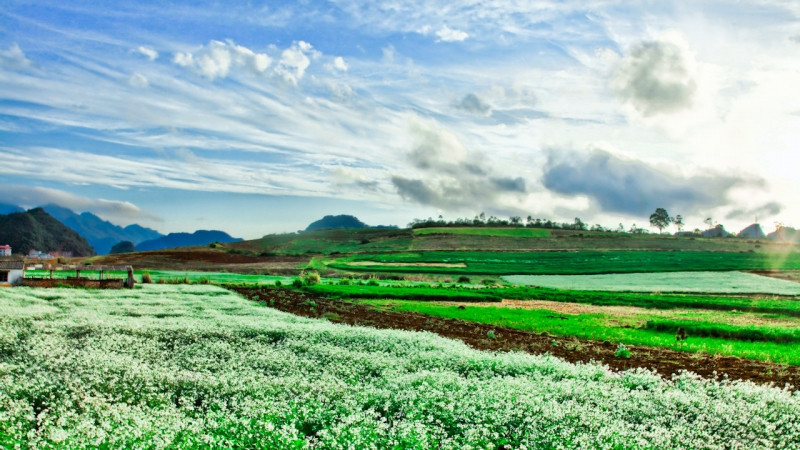 Cánh đồng hoa bất tận giữa thảo nguyên xanh bạt ngàn làm dậy lên tâm hồn hòa mình với thiên nhiên của bạn trẻ