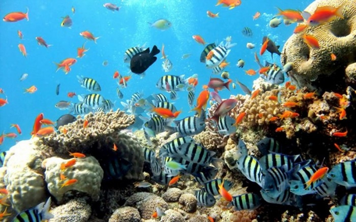 Vịnh có tới hơn 300 loài san hô mang vẻ đẹp huyền ảo