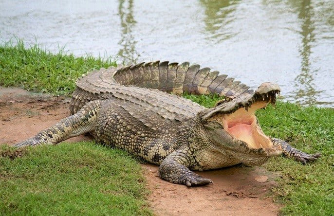 Cá sấu thích nuốt đá để cân bằng cơ thể và bảo vệ dạ dày