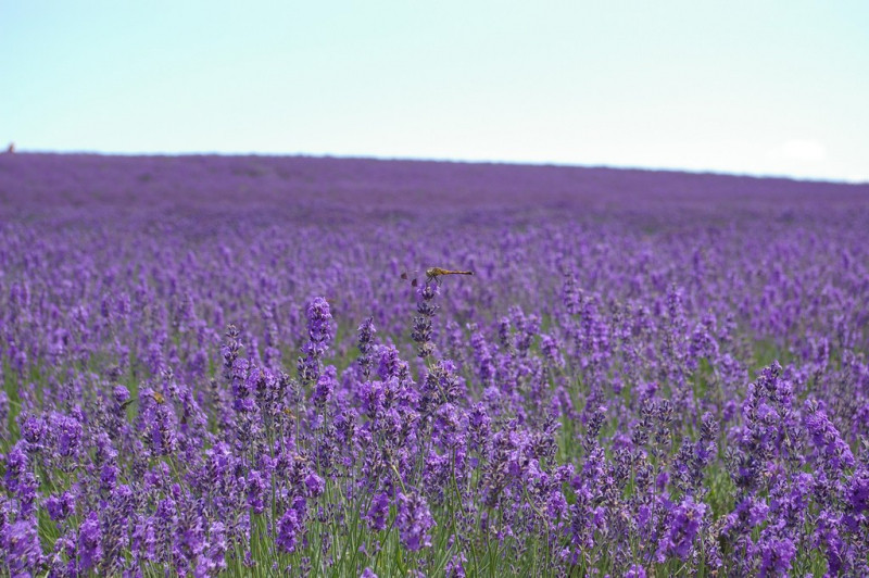 Cánh đồng hoa Lavender