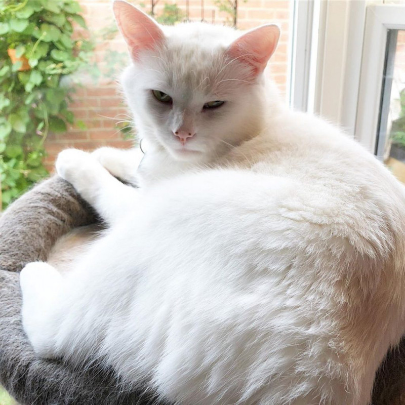 Chú mèo có bộ lông trắng muốt