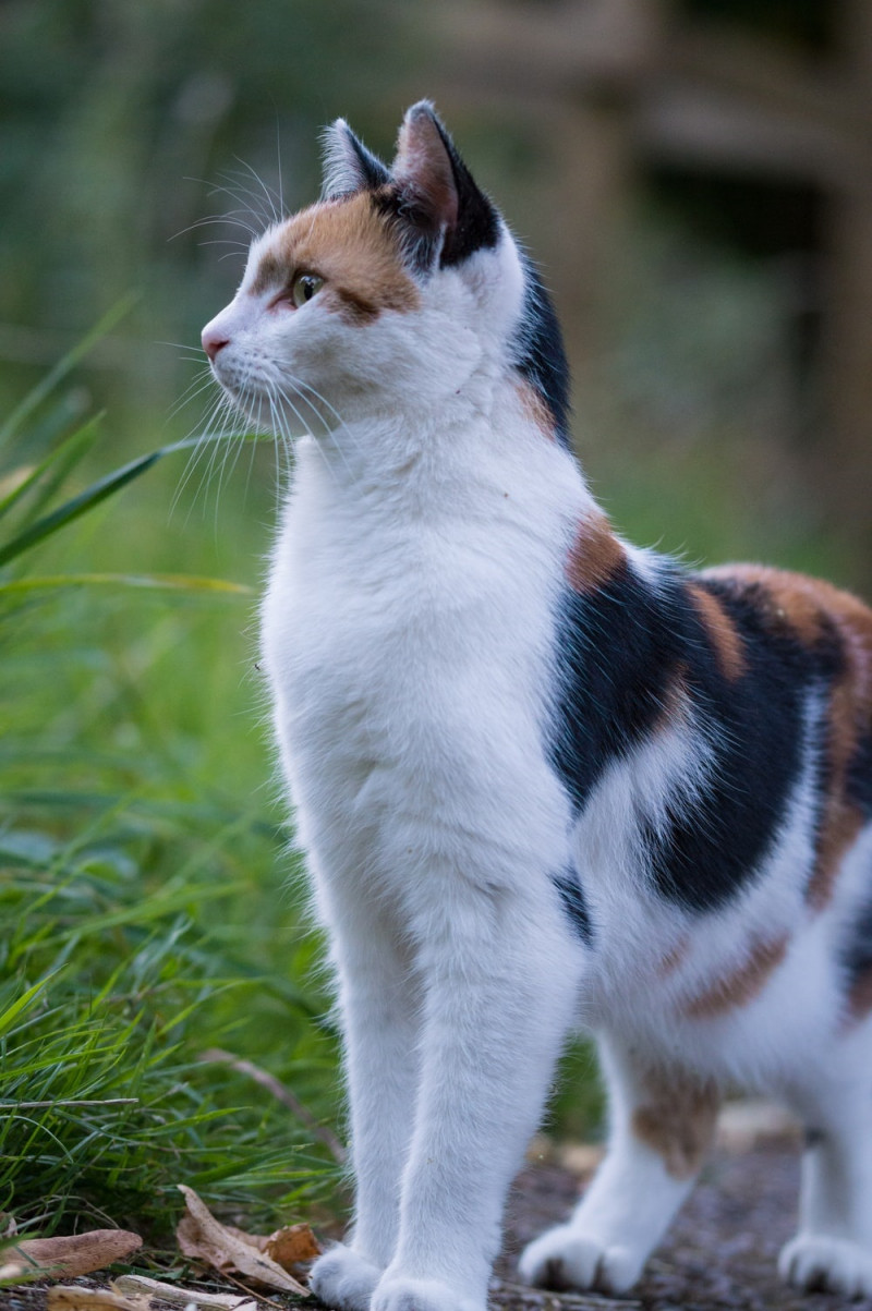 Meo Meo là một chú mèo tam thể có bộ lông gồm ba màu trắng, đen, vàng rất đẹp