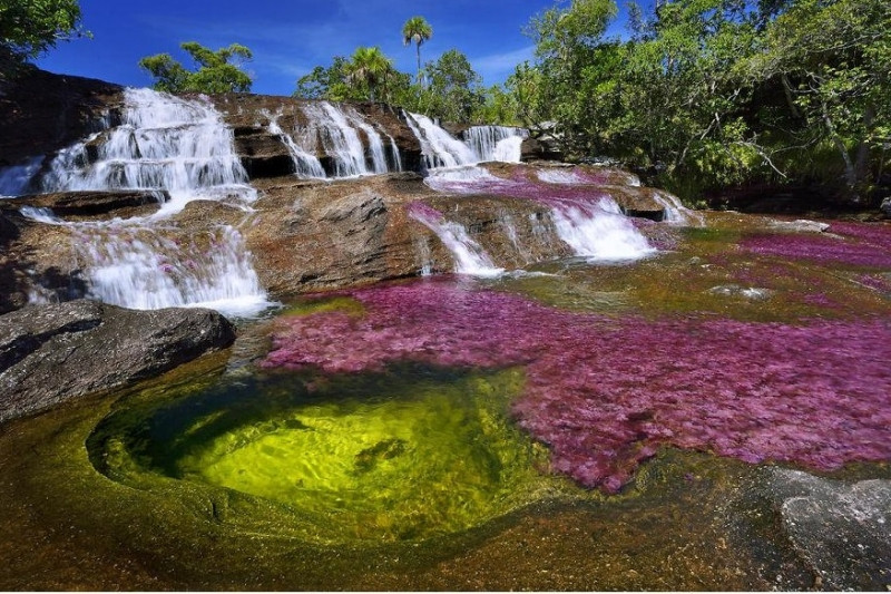 Sông Cano Cristales, Columbia